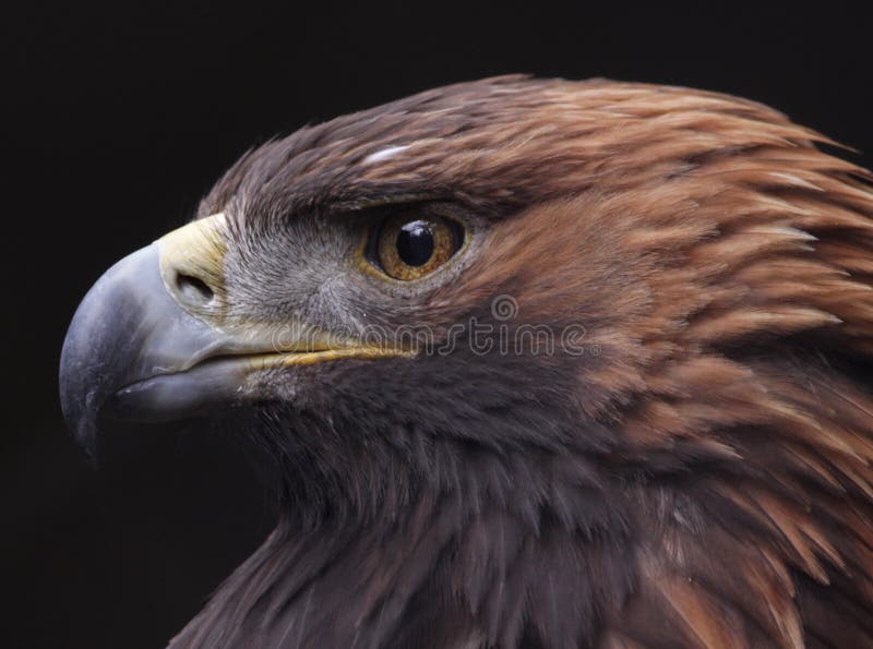 golden-eagle-side-view-face-aquila-chrysaetos-31511349.jpg