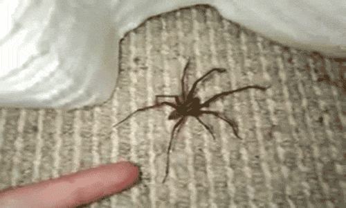 Arachnophobes beware…13 scary spider gifs from around the web – The Sun