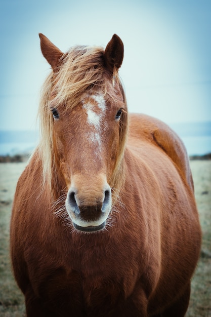 front-view-elegant-brown-horse-with-long-mane_181624-29024.jpg