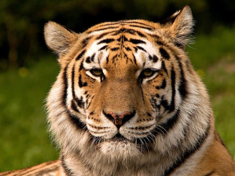 Siberian Tiger Animal Facts - Panthera tigris altaica - A-Z Animals