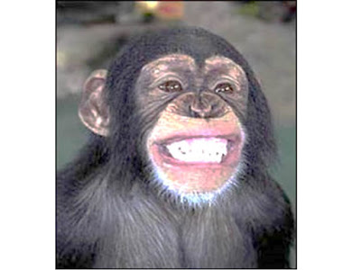 smiling-chimp.jpg