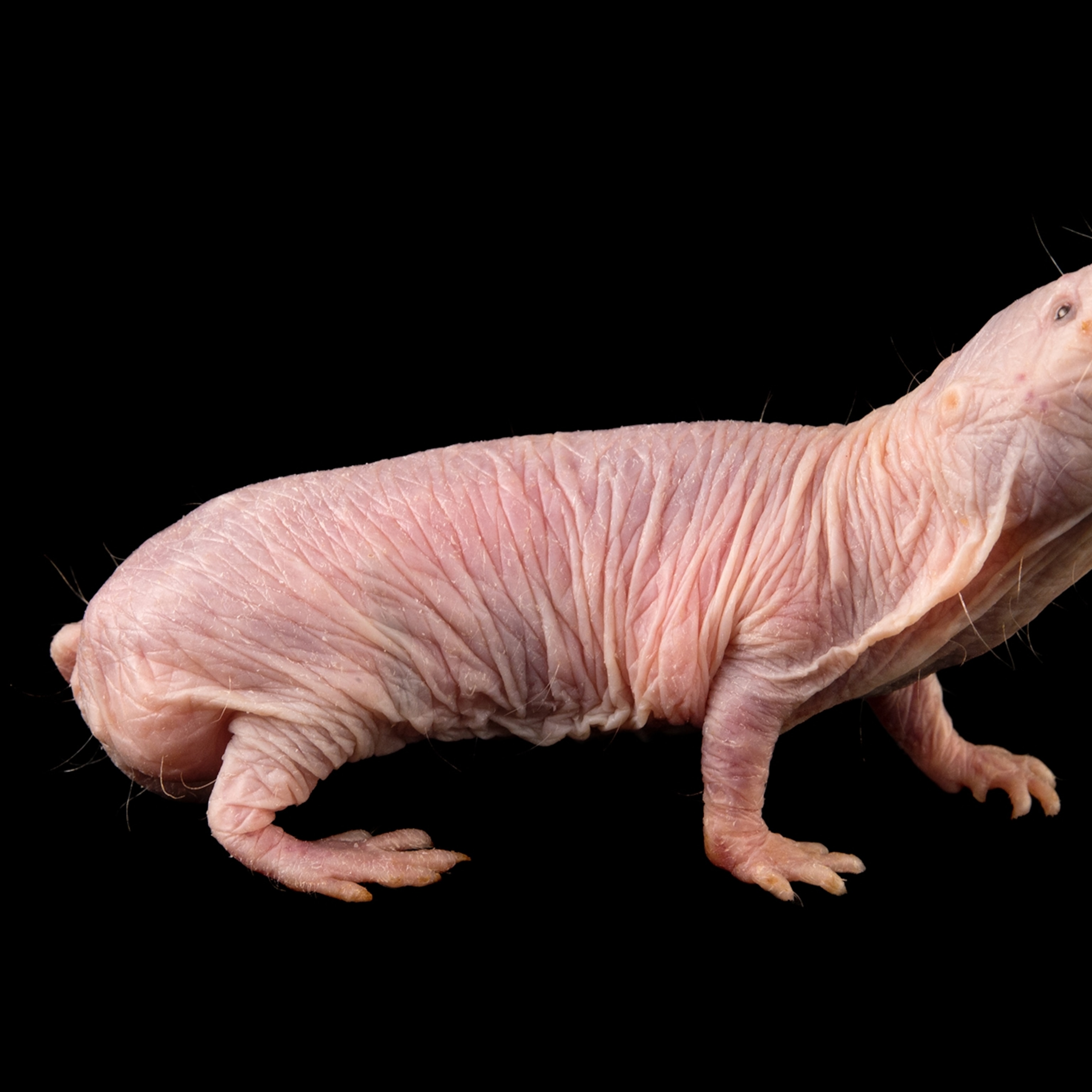 naked-mole-rat_square.jpg