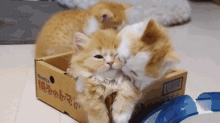 Cats GIF - Cat Cats Kitten GIFs