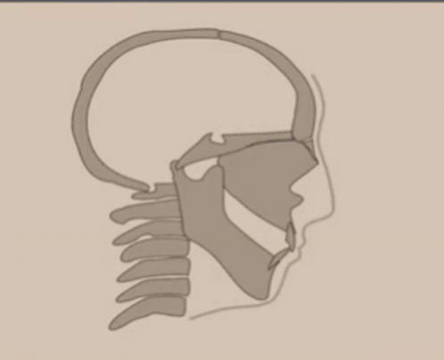 maxilla.gif