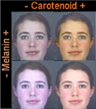 carattr.jpg