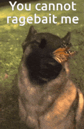 Rage Bait Or GIF - Rage bait Or Fact - Discover & Share GIFs