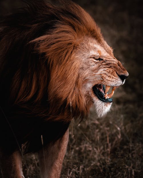 free-photo-of-upset-aggressive-lion.jpeg
