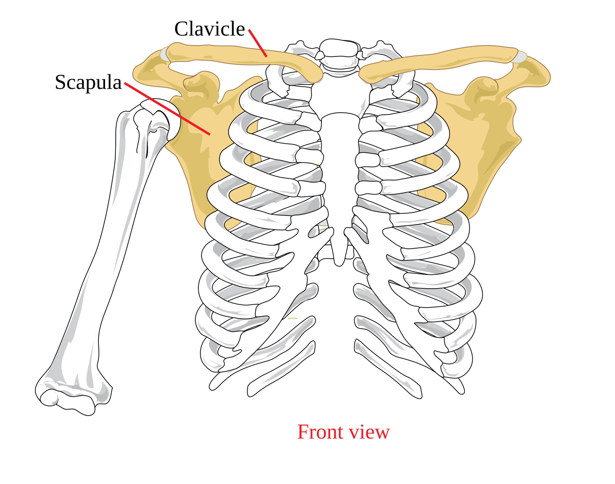 1200px-Pectoral_girdle_front_diagram.svg.png