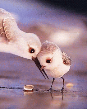 cute.gif