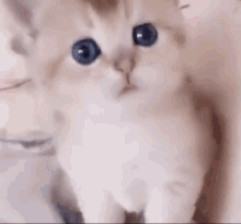Kitten Cute Cute Kitten GIF - KittenCute CuteKitten Kitten GIFs