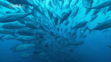 9d44ff551aa032ff510a758c4bf94835.gif