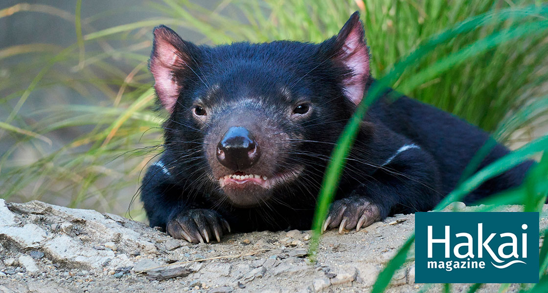 twitter-tasmanian-devil-update.jpg