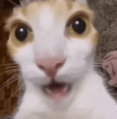 shocked-cat.gif