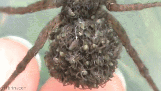 Arachnophobes beware…13 scary spider gifs from around the web – The Sun |  Spiders scary, Scary, Spider