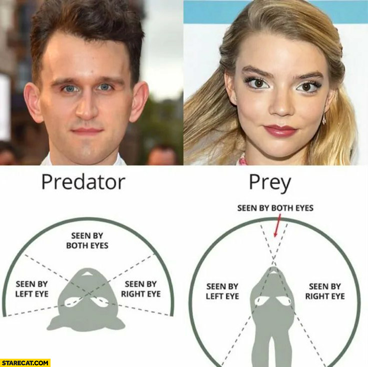 Predator Vs Prey | The Queen's Gambit | Know Your Meme