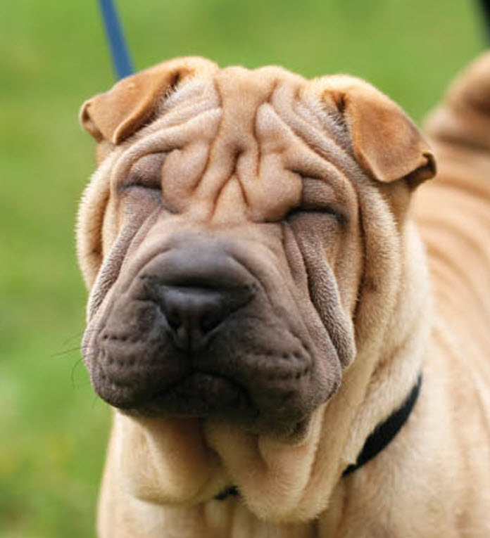 chinese-shar-pei-1.jpg