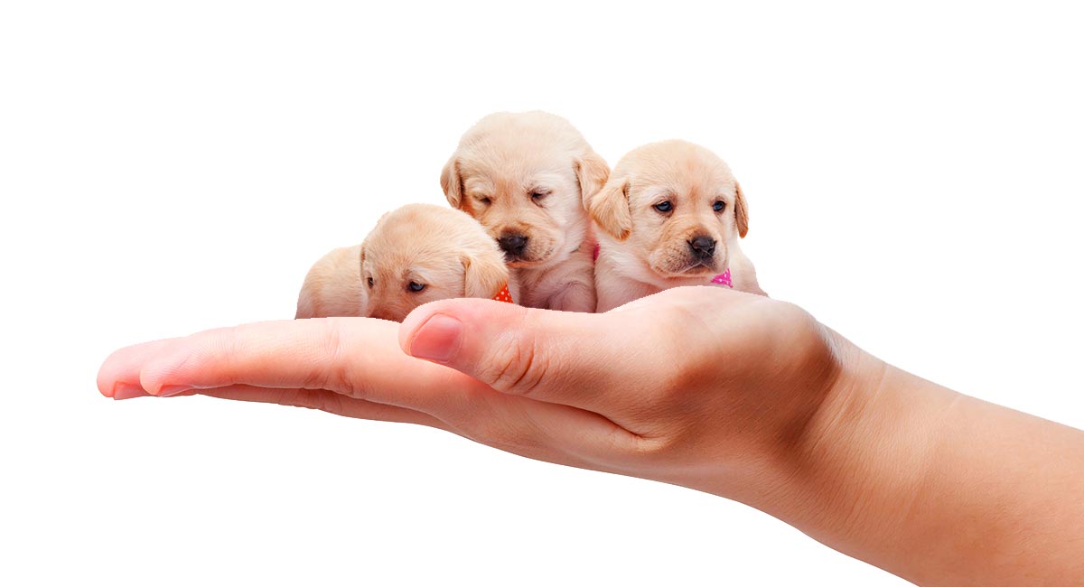 Small Labrador - What's Possible, What's Normal, And What's Healthy?