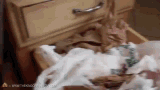 plastic-bag.gif