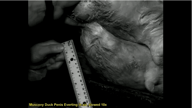 Duck dicks are scary as hell - GIF on Imgur