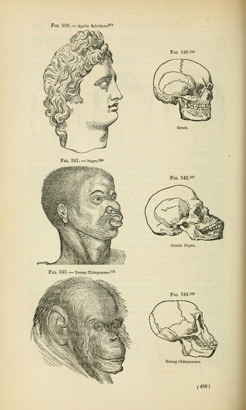 Races and skulls