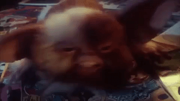 christmas movies gremlins GIF