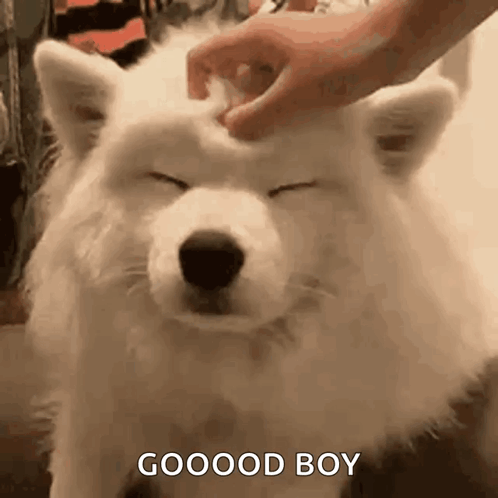 pet-dog.gif