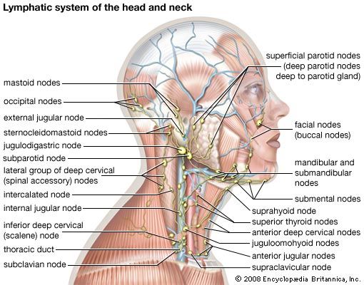 system-head-neck.jpg