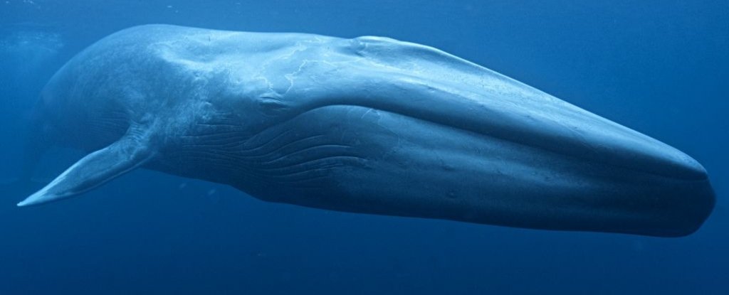 bluewhaleheart_1024.jpg