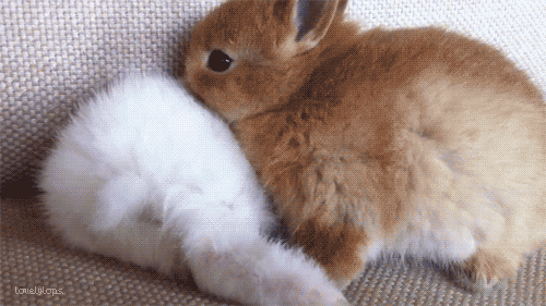 Pin by guanyin on animals | Funny animals, Funny animal videos, Cute bunny