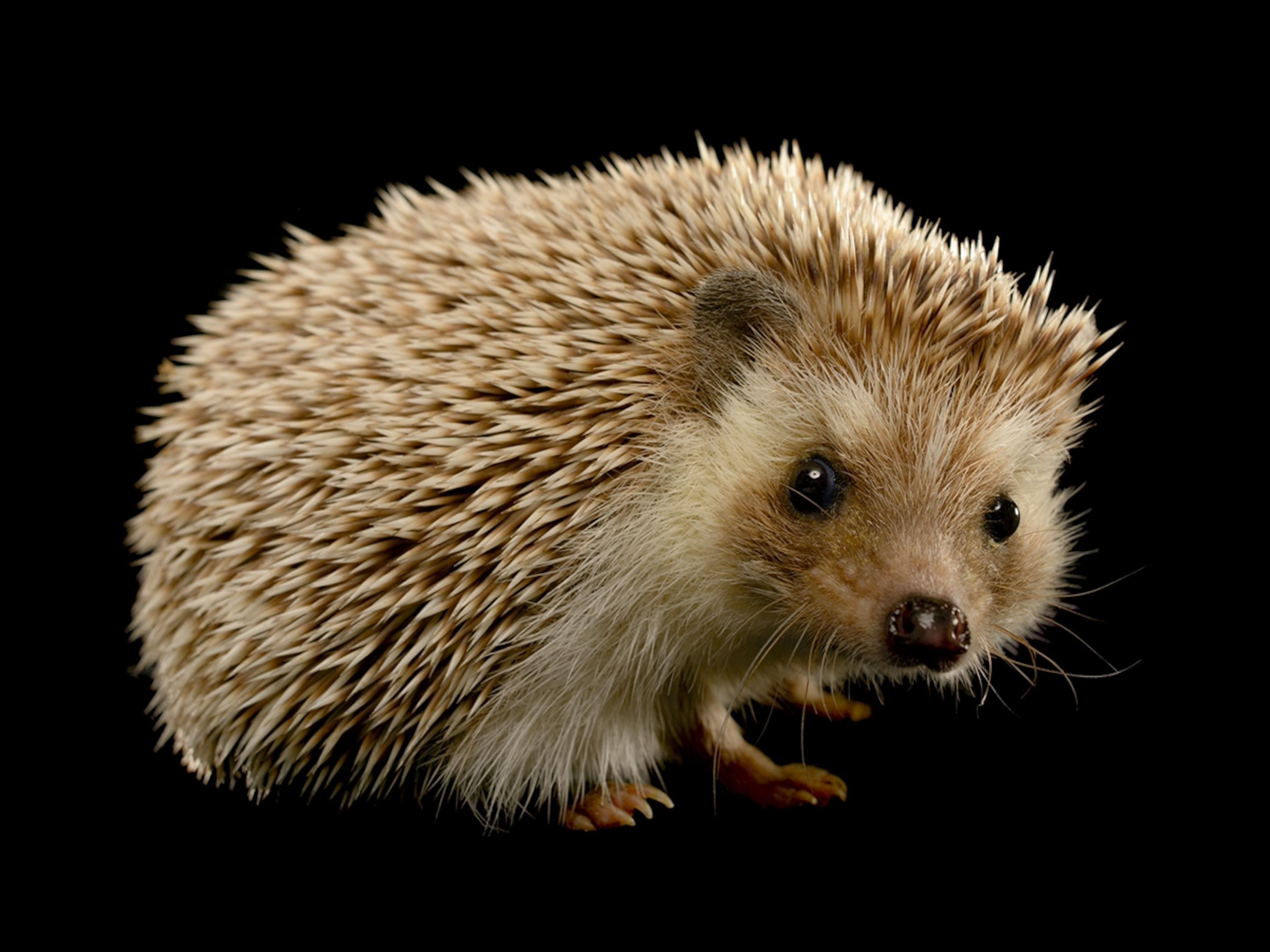 hedgehog-staring_4x3.jpg