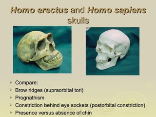 Fossil-Hominins-From-Ardipithecus-to-Homo-37-320.jpg