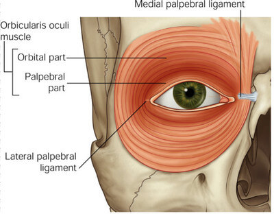 Lateral-Canthopexy-results-side-view-Dr-Barry-Eppley-Indianapolis.jpg