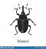 image of Weevil