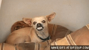 42bd5864db5ac5ac6f93d4a3430f9544.gif