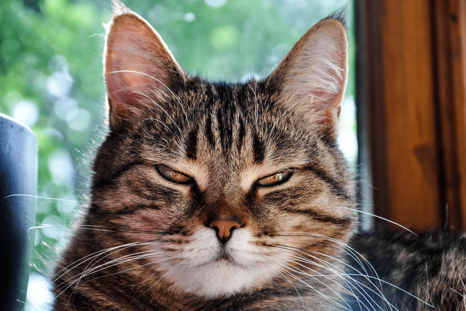 Cat-Squinting-One-Eye-Here-Are-The-13-Most-Common-Causes.png