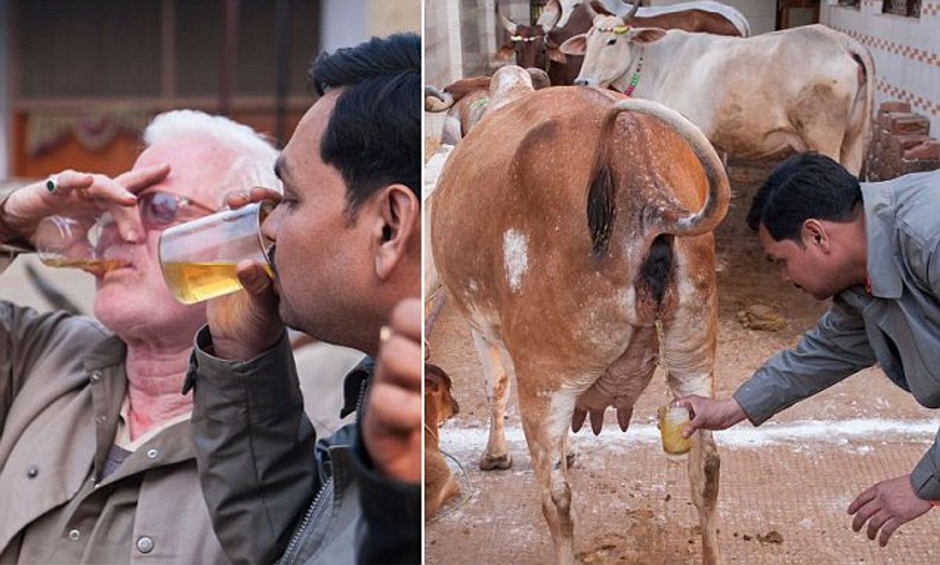 Urine-drinking Hindu cult believes a warm cup before sunrise ...