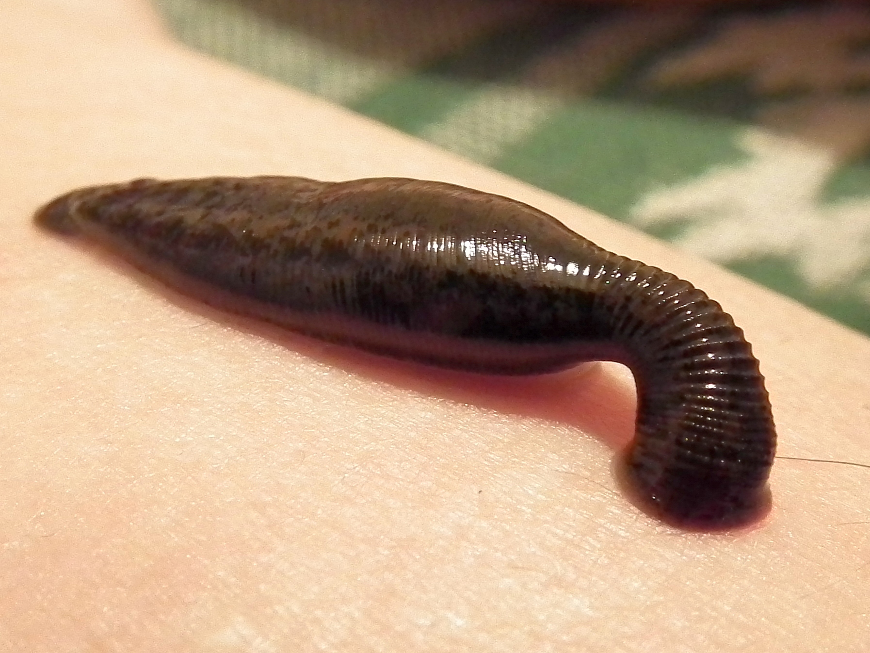 Sucking_leech.jpg