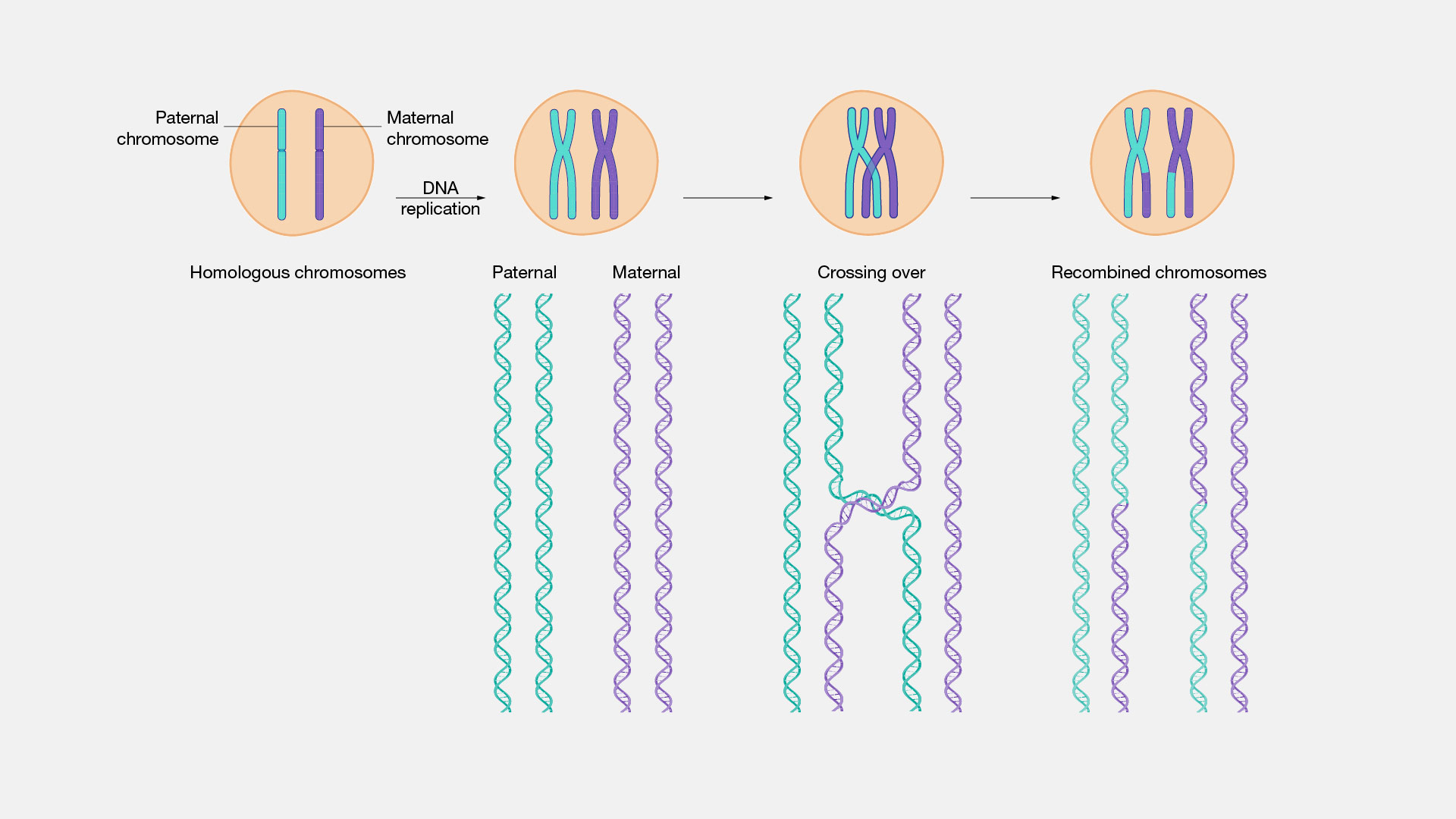 Homologous-recombination.jpg