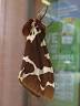 image of Garden tiger moth