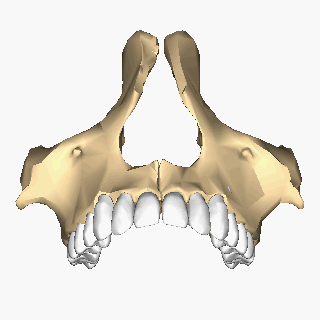 Maxilla_close-up_inferior_animation.gif
