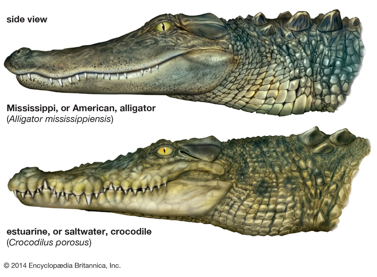 Crocodiles-alligators-teeth-snouts-crocodiles-mouth.jpg