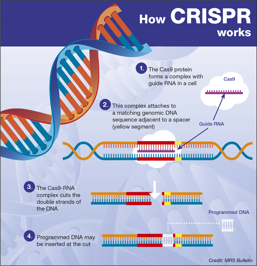 CRISPR-1.jpg