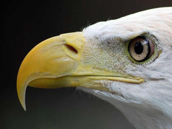 bald-eagle-Ellen-Shannon.jpg