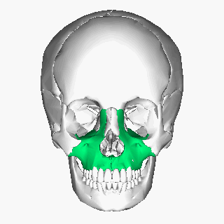 Maxilla_animation.gif