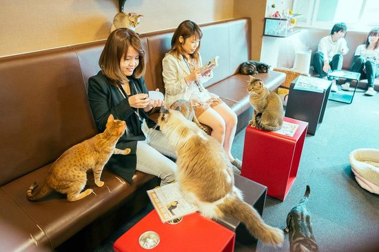 tokyo-cat-cafes-photo-guide-best-japan-3.jpg