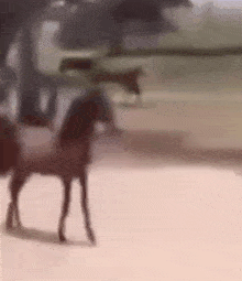 a blurred image of a horse standing on a dirt road .