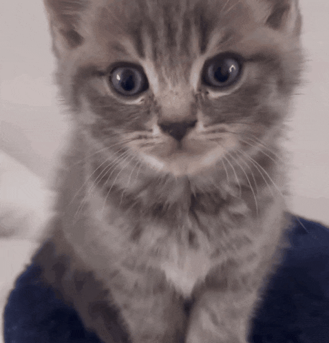 gray-cat-grey-cat.gif