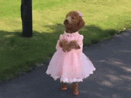 dog GIF