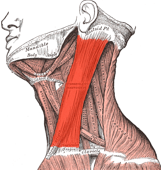 Sternocleidomastoideus.png