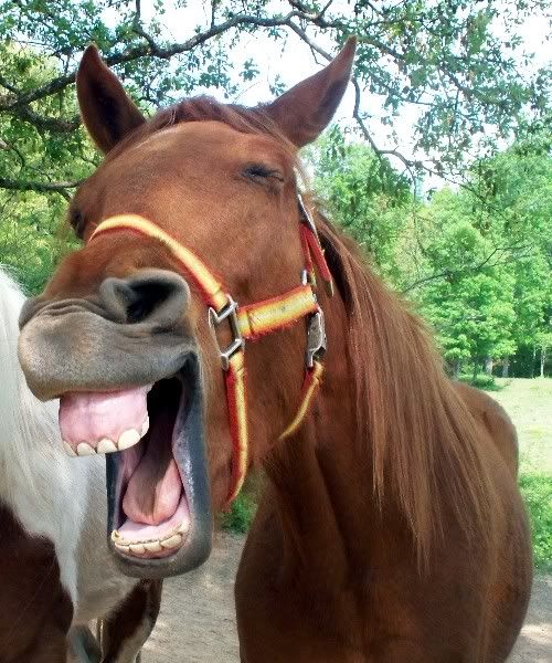 Laughing horse...funny! | Funny horses, Laughing horse, Funny ...